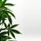 Cannabis Online Apotheke