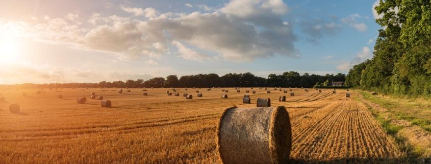 Heuballen auf einem Feld