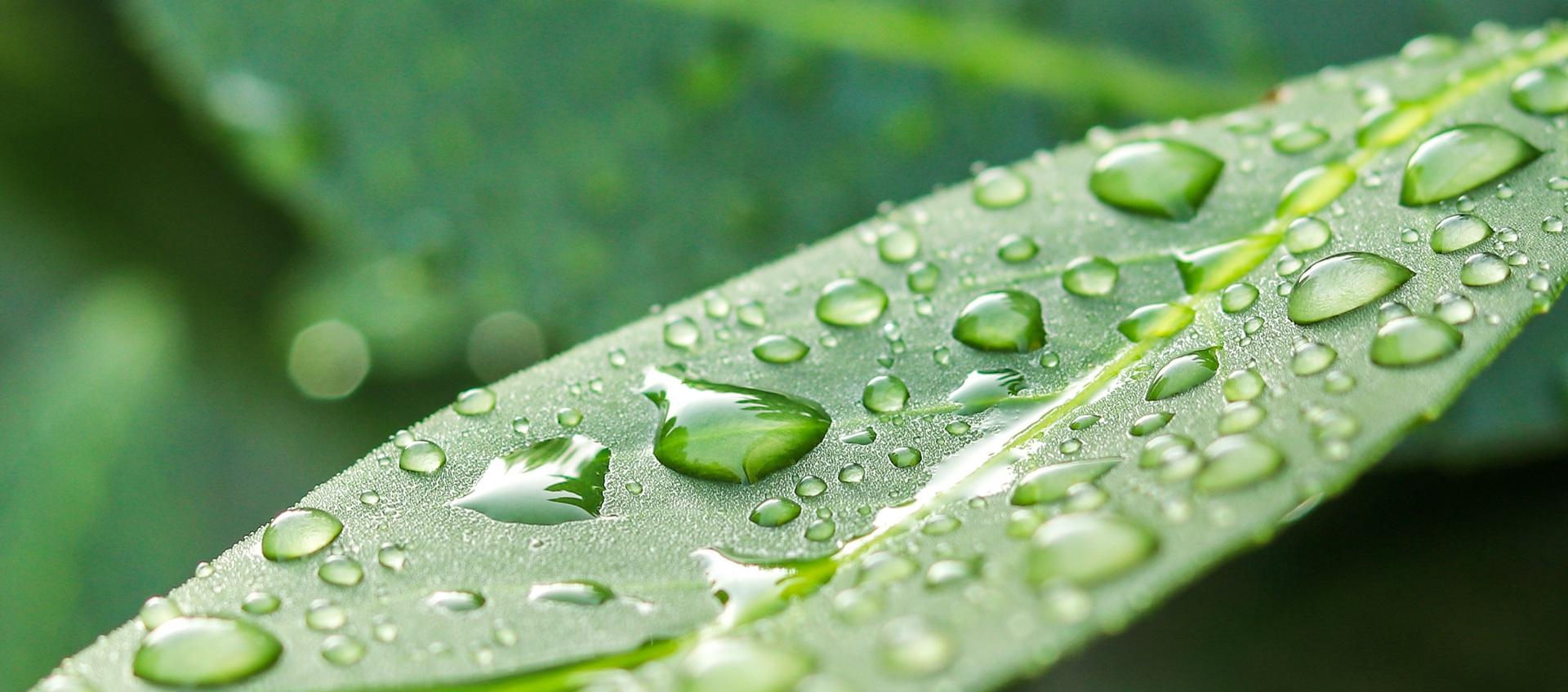 Wassertropfen auf Blatt | Fallrohr Filter